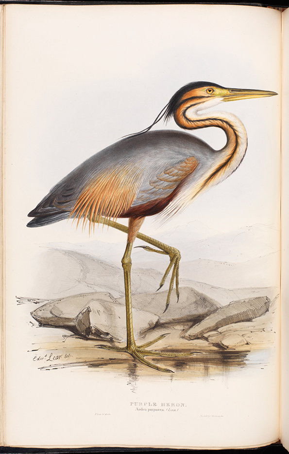 2012-08-09-Purple-Heron.jpg