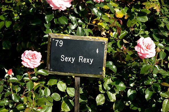 Roses–1.jpeg