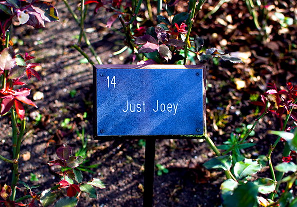 Roses–4.jpeg
