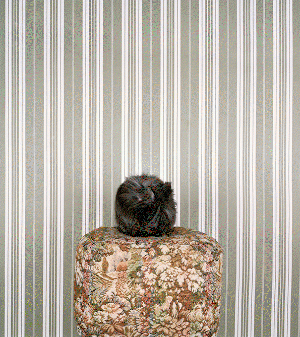 en3.gif