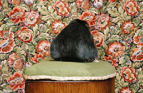 Elisa Noguera Lopez photographs furry creatures on homely plinths and makes them look amazing