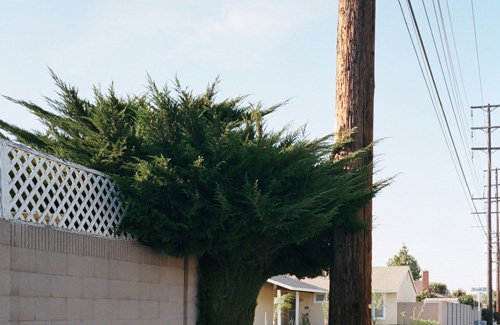 Ed Phillips' photographs will make you see hedges in a whole new light