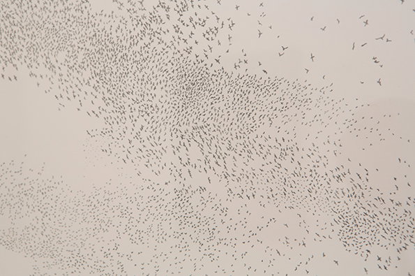 Rhiannnon_Adam-Swallows_Close.jpg
