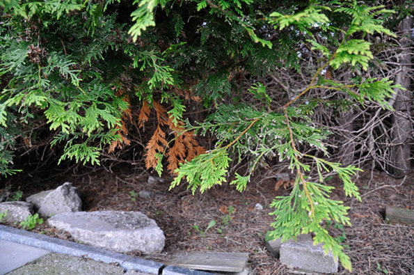 Green coniferous branches hang over a patch of dry earth and grey stones. Some of the inner foliage has turned a rusty brown.