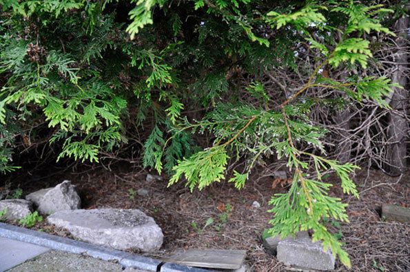 Green coniferous branches hang low over a patch of dark soil and grey stones. A few small weeds grow between the rocks at the edge of a concrete path.