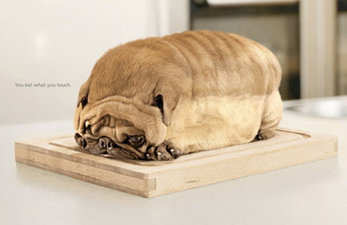 Mr. Loaf the pesky pug, Cupcake the hamster and the You Eat What You Touch campaign