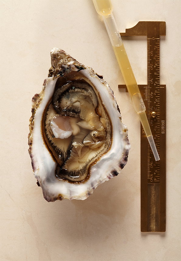 Comp-Oyster.jpg