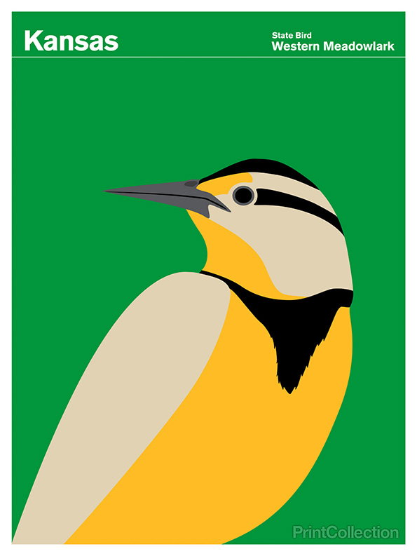 lead-kansas-state-bird-western-meadowlark.jpg