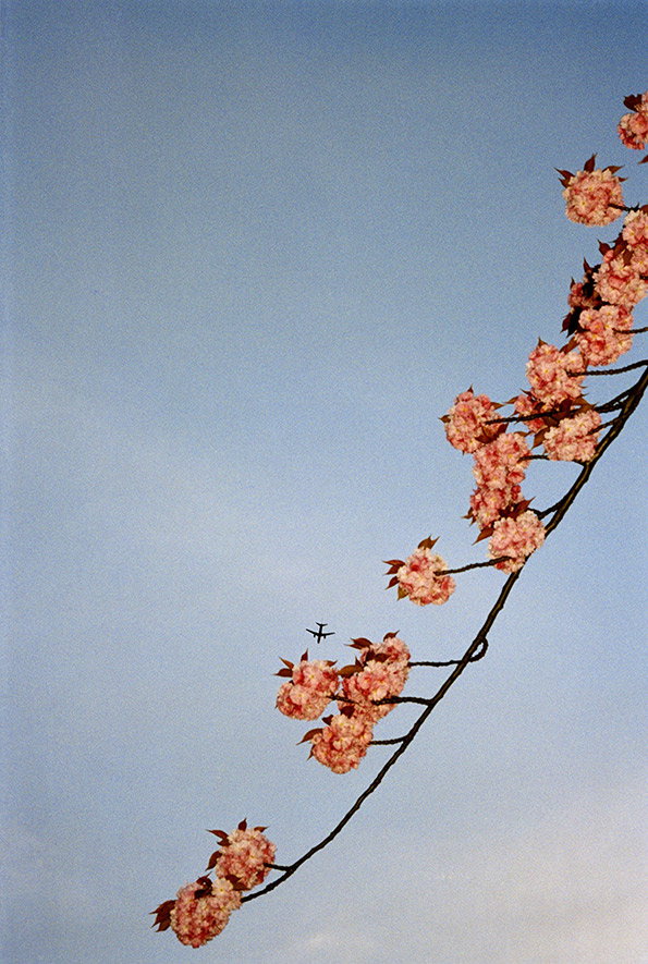 Chris-Steele-Perkins_-G.B.-ENGLAND.-London.-Cherry-tree-with-plane_-2001_-courtesy-Chris-Steele-Perkins-Magnum-Photos-.jpg