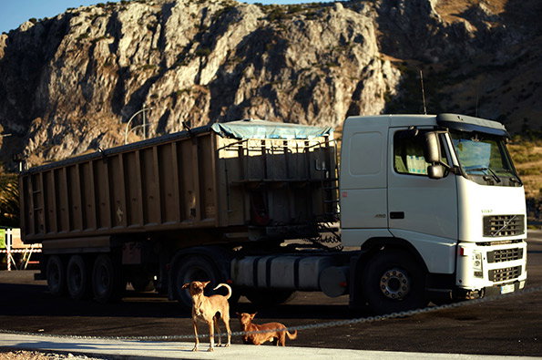 wild_dogs_crop_800.jpg