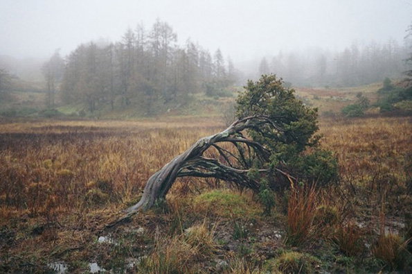 A gnarled, wind-swept tree leans sharply across a brown, marshy field. In the background, a dense forest of pine trees is shrouded in a thick white mist.