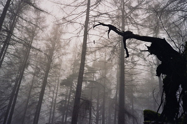 Tall, thin trees stand in a dense, grey fog. In the foreground, the dark silhouette of a broken branch reaches across the frame.