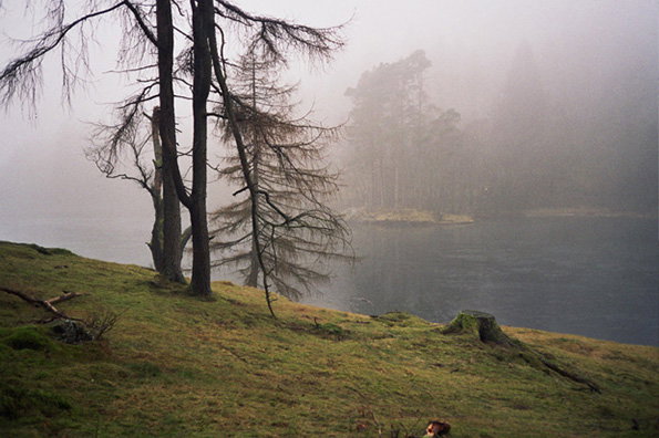 Two dark, spindly trees stand on a grassy bank beside a still lake. A thick white fog obscures the distant shoreline and the surrounding forest.