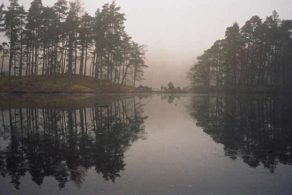 Tall pine trees line the banks of a still lake, their forms reflected in the dark water. A thick white fog blankets the background, obscuring the horizon.