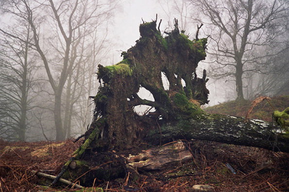 A moss-covered tree stump stands upright in a foggy woodland. Bare trees fade into a thick grey mist in the background.
