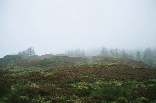 A landscape of rolling, mossy hills covered in brown and green vegetation. In the distance, a line of pine trees is partially obscured by a thick, white fog.