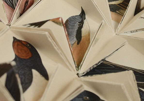 Birds-Colour_horizontal_60.jpg