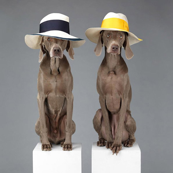 acne_William_Wegman_ss13_campaign_5.jpg
