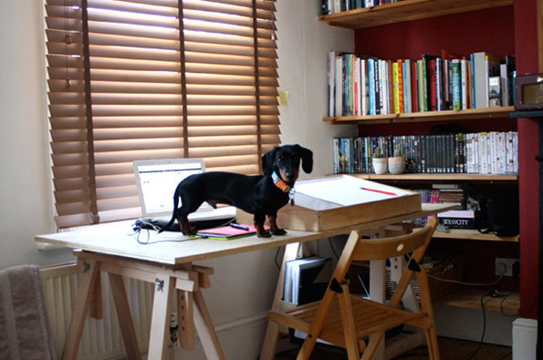 A dachshund stands on a white trestle desk next to an open laptop. Behind them, wooden blinds cover a window and shelves are filled with books.