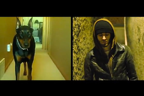 Chien1.jpg
