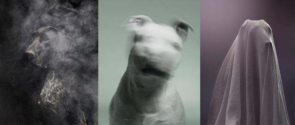 Dogs-HERO.jpg