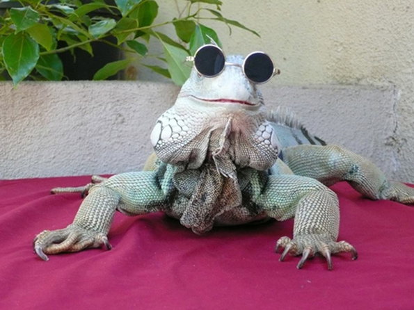 lizard.jpg