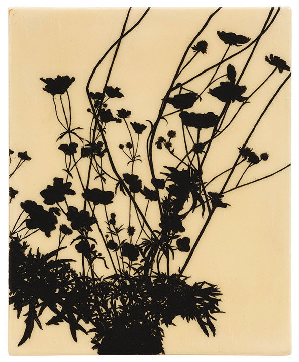 Eclipse_Creeping-Buttercup-Ranunculus-repens_-Edward-Chell_2013.jpg