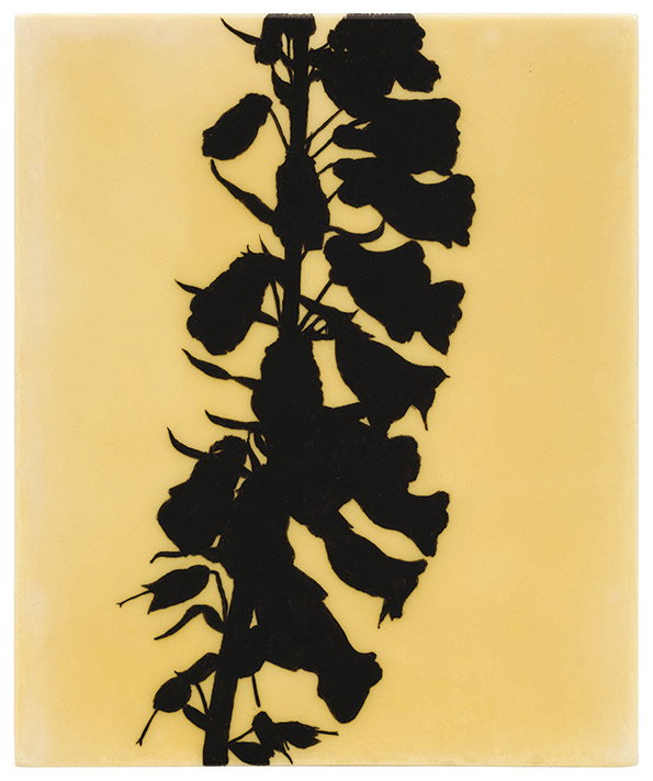 Eclipse_Foxglove-Digitalis-purpurea_-Edward-Chell_2013.jpg