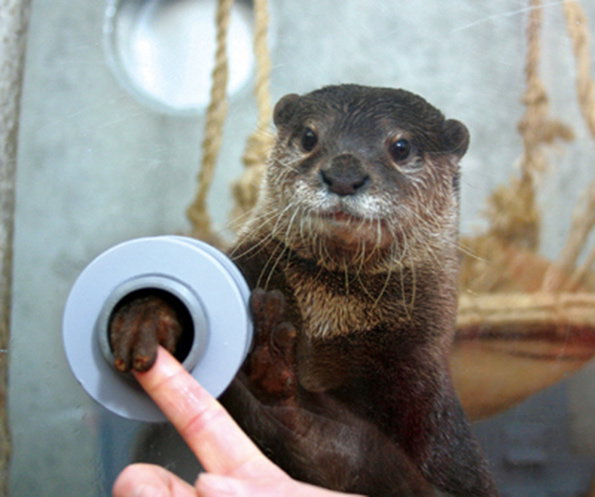otterpaw.jpg
