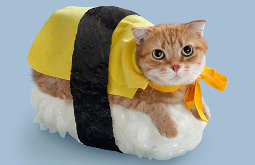 Miscellaneous: Cats dressed up as sushi to brighten your Monday