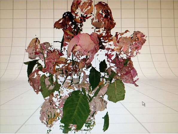 Roses.jpg