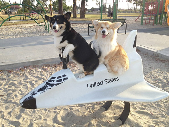 doggies.jpg