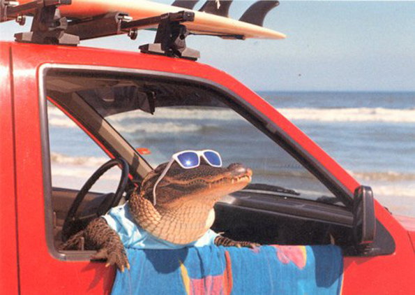 croccy.jpg