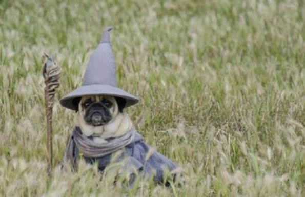 pug.jpg