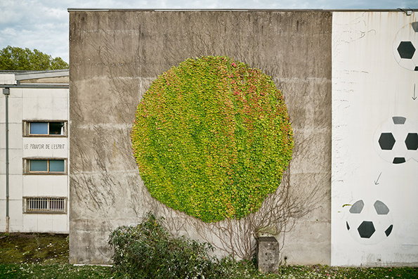 Ivy-1.jpg