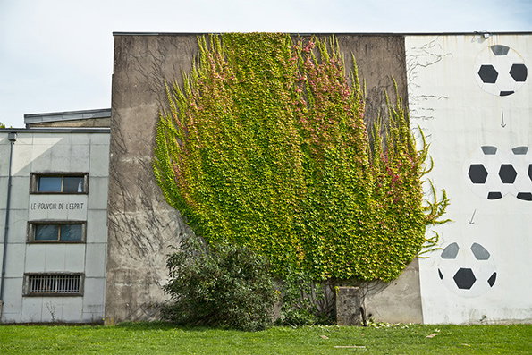 Ivy-2.jpg