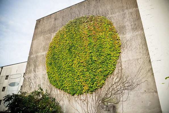 Ivy-4.jpg