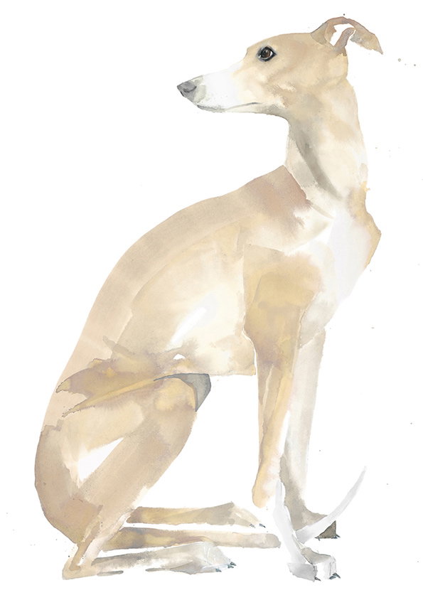 whippet.jpg