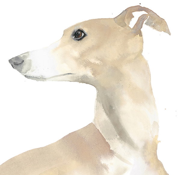 whippetdetail.jpg