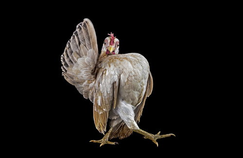 Photography: Cocky personalities are flaunted in Ernest Goh's book full of chickens