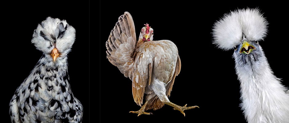 chickens.jpg