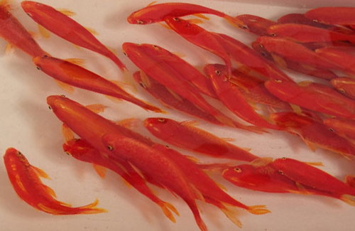 Art: Keng Lye's incredible 3D paintings made using painted layers of resin