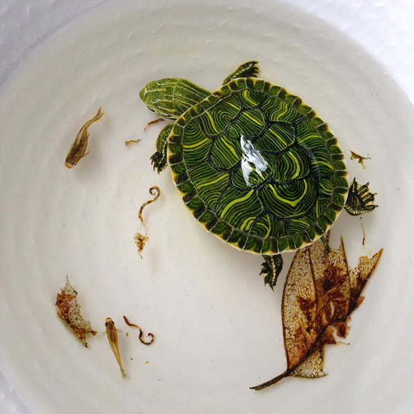 Keng_Lye_turtle.jpg