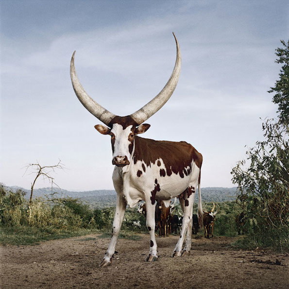 ankole1.jpg