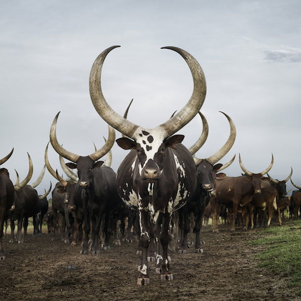 ankole_herd.jpg