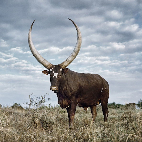 ankole8.jpg