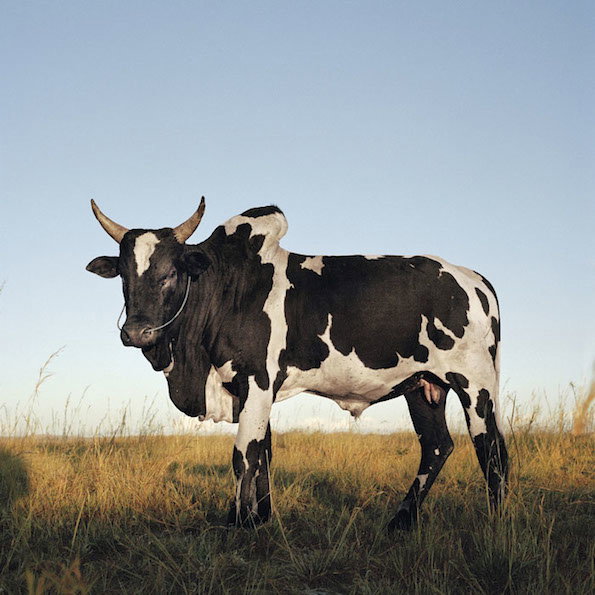zebu7.jpg