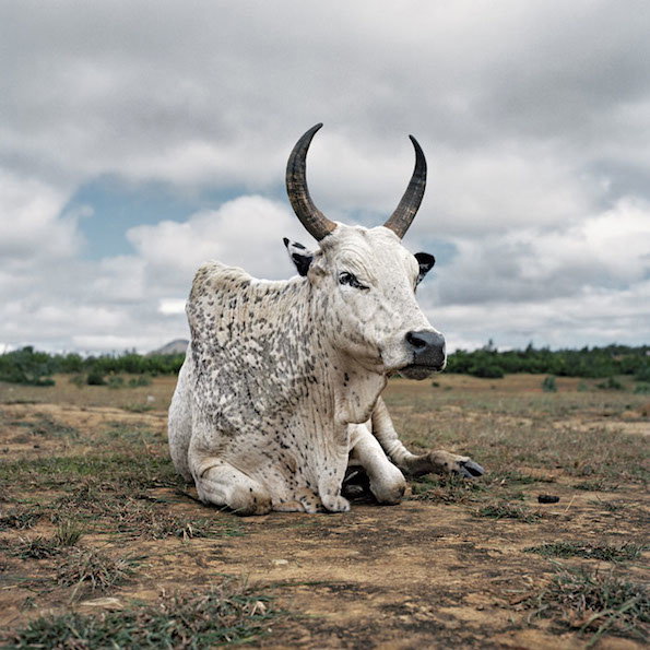 zebu9.jpg