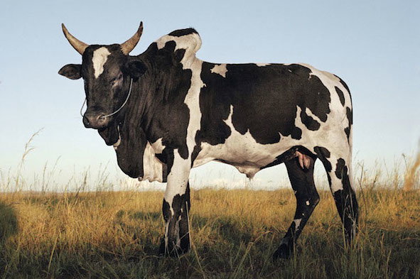 cow_-_top.jpg