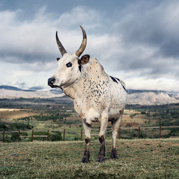Photography: Daniel Naudé has traveled the world taking majestic photographs of cattle 